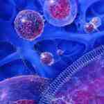 تحقیق سلول های بنیادی