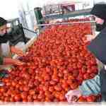 طرح توجیهی عملیات تهیه رب گوجه فرنگی