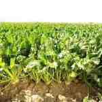 تحقیق میزان پتاس مورد نیاز در زراعت چغندر قند