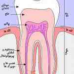 مقاله آناتومی دندان