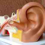 پاورپوینت آناتومی و فیزیولوژی گوش داخلی
