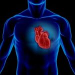 مقاله بررسی روند کار قلب