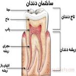 مقاله ساختمان دندان و اعمال آن