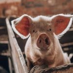 تحقیق در مورد خوک