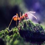 پاورپوینت الگوریتم کلونی مورچه ها